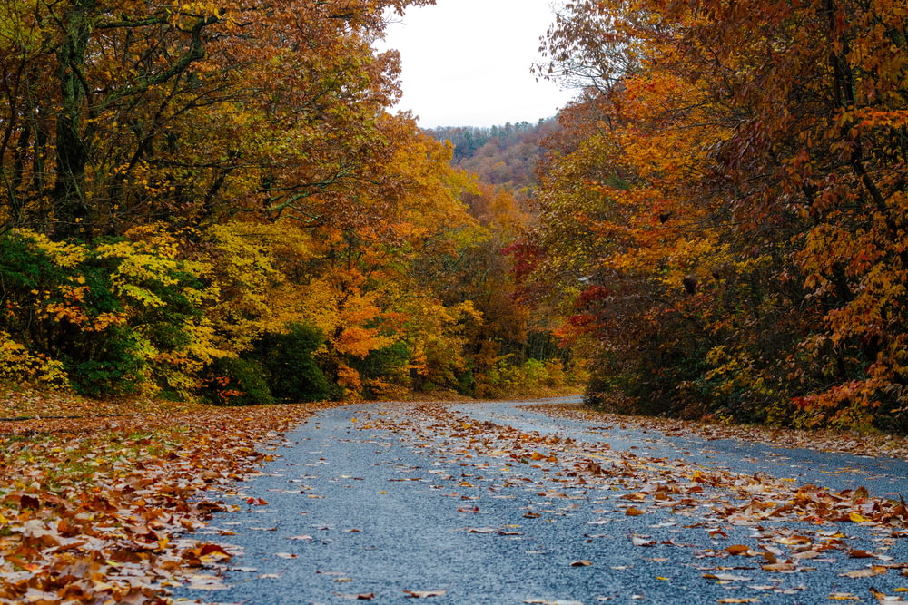 gray road towards green and yellow-trees