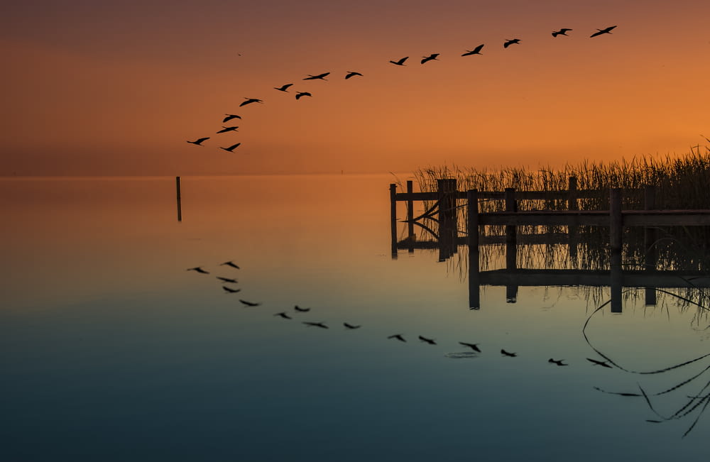 birds flying above dock and body of water