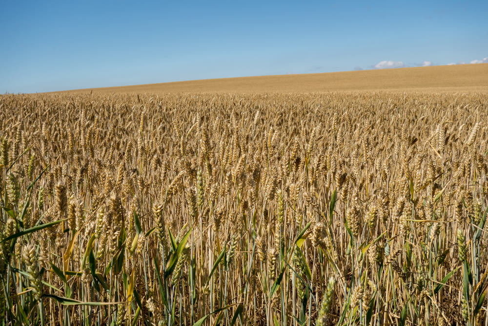brown corn field