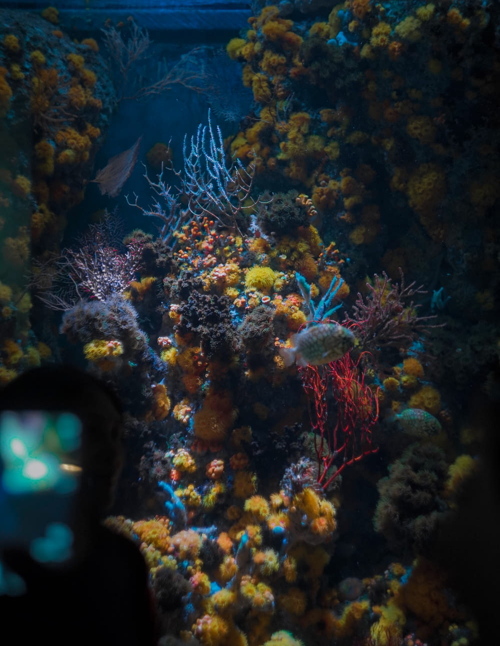 a large aquarium filled with lots of colorful corals