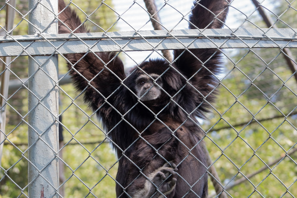 black primate inside cage