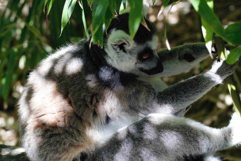 lemure grigio sulla fotografia di messa a fuoco