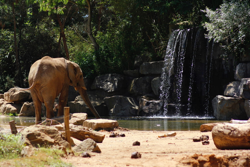 elefante marrón junto al cuerpo de agua