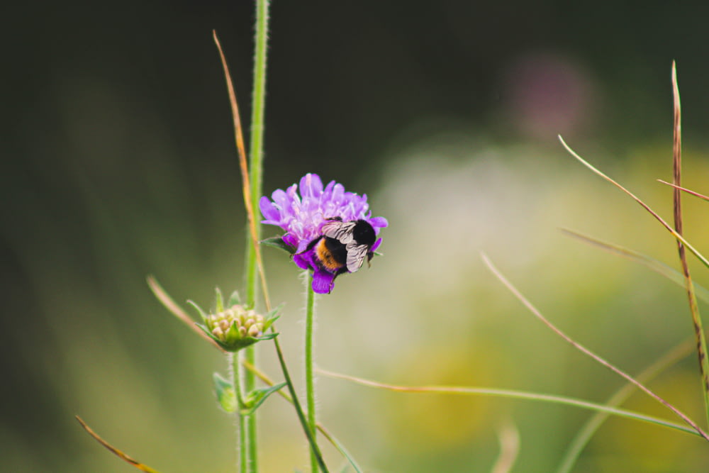 abelha na fotografia de close-up da flor roxa