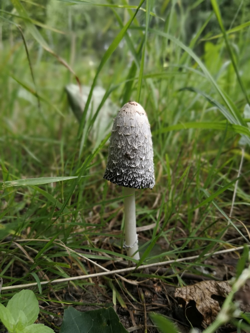 gray and white mushroom