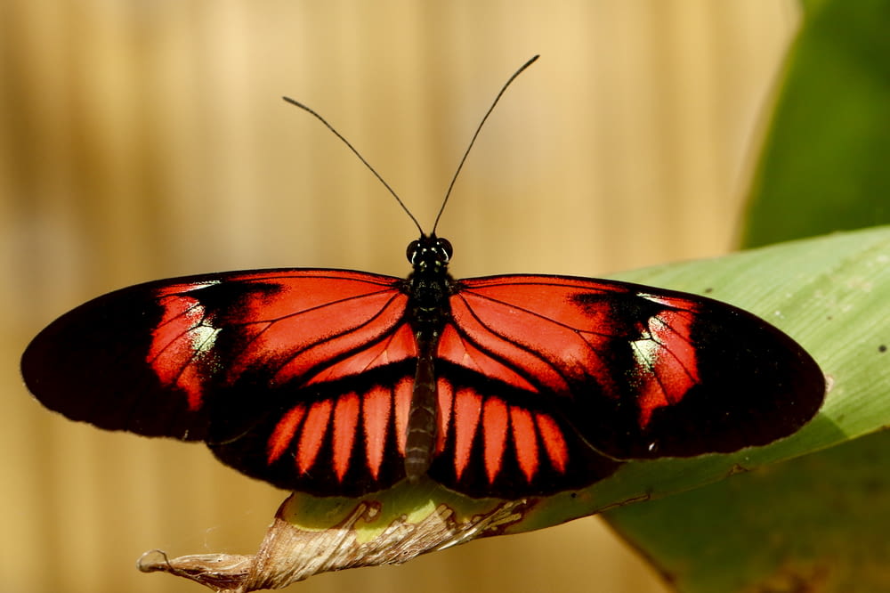 shallow focus photo of black and red butterfly