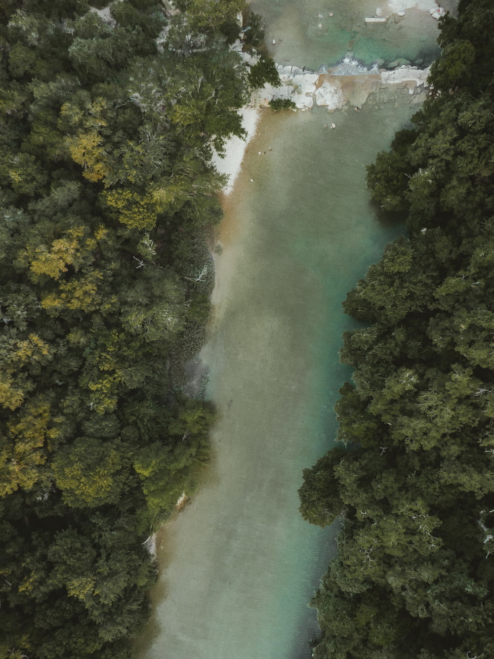 bird's-eye view of river between trees
