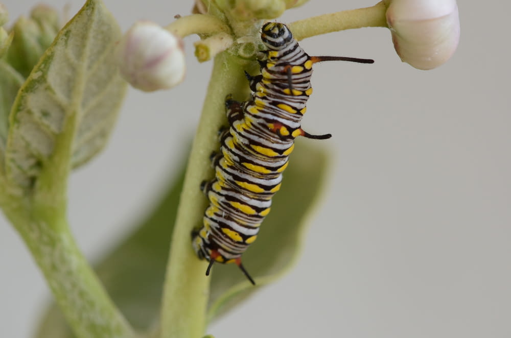 yellow and black caterpillar in a green plant close-up photography
