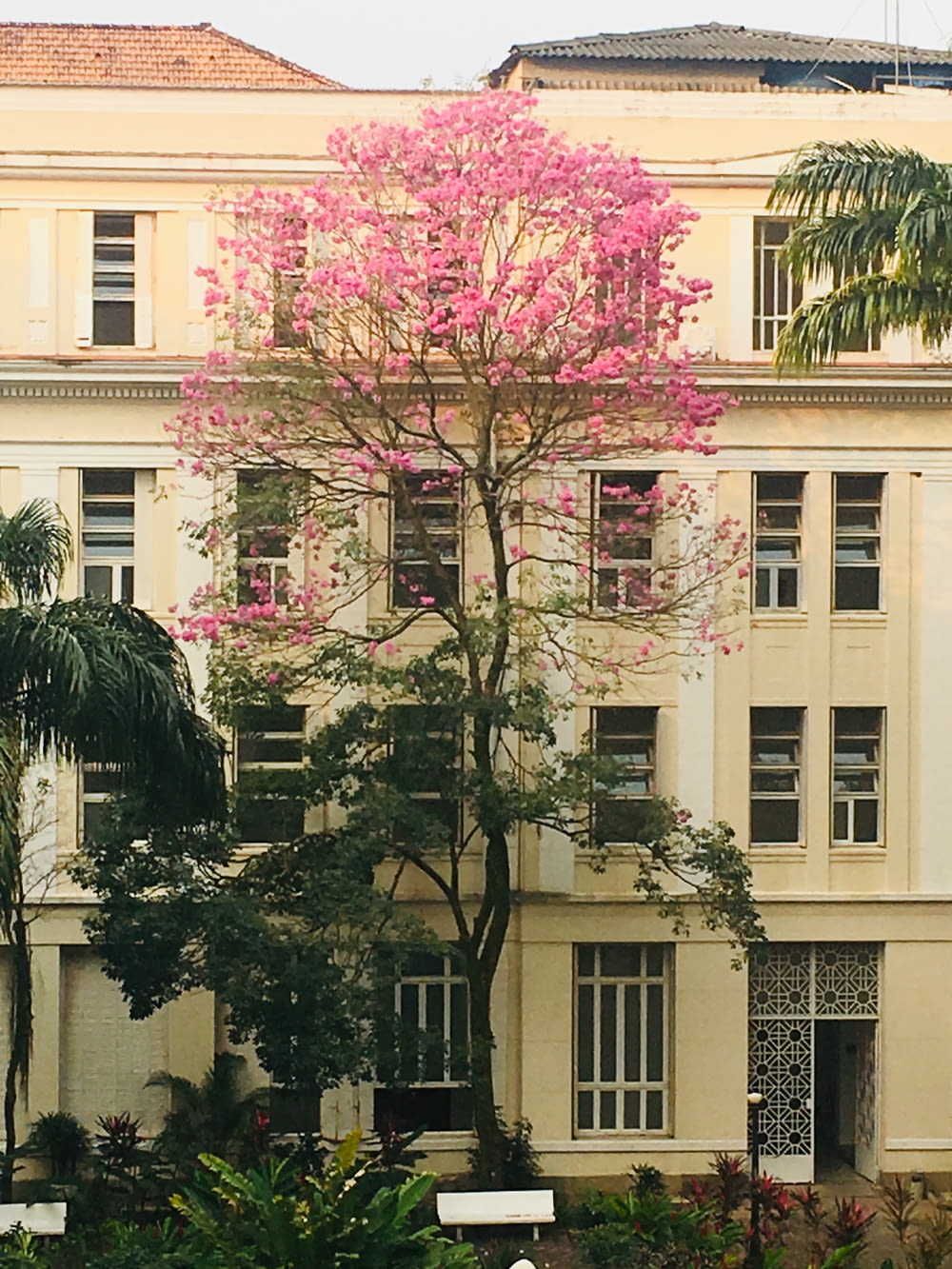 pink flowering tree near concrete building