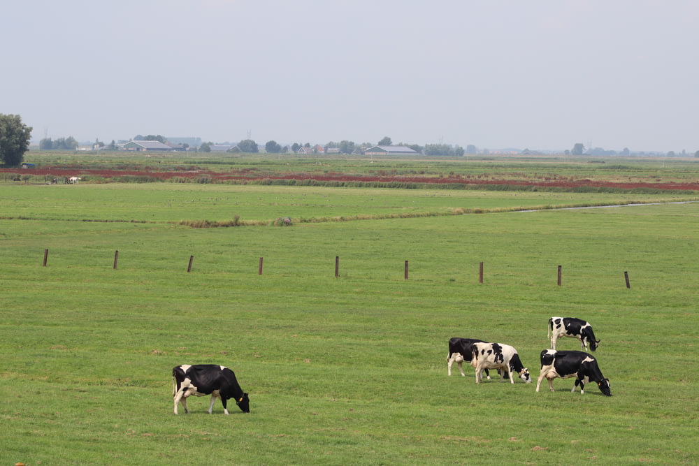 cows eating grasses
