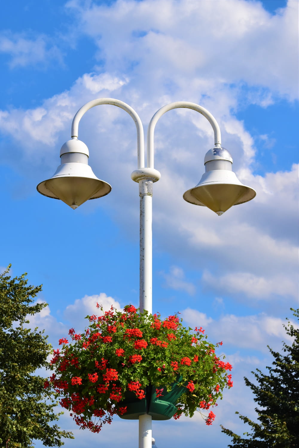 red petaled flowers on white lamp post