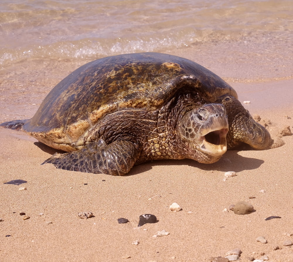 brown seaturtle on shore
