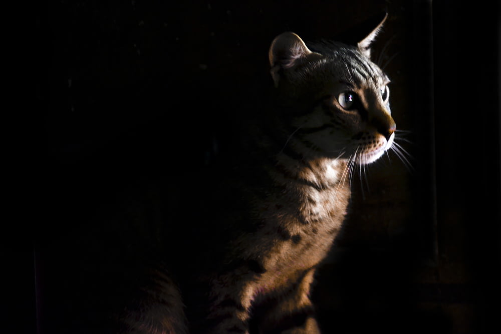 foto de foco raso do gato marrom