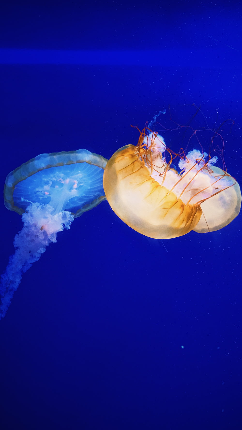 brown and blue jellyfish