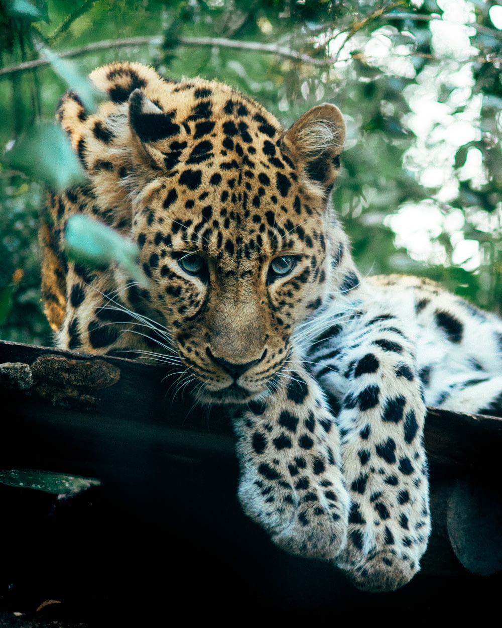 leopardo marrom perto de árvores