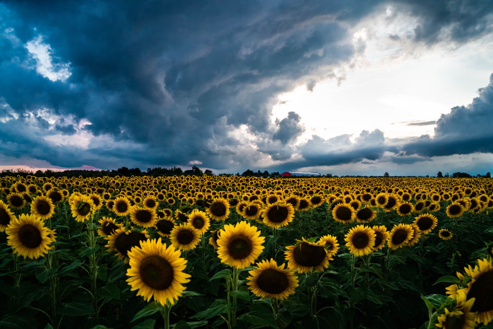 sunflower field during day