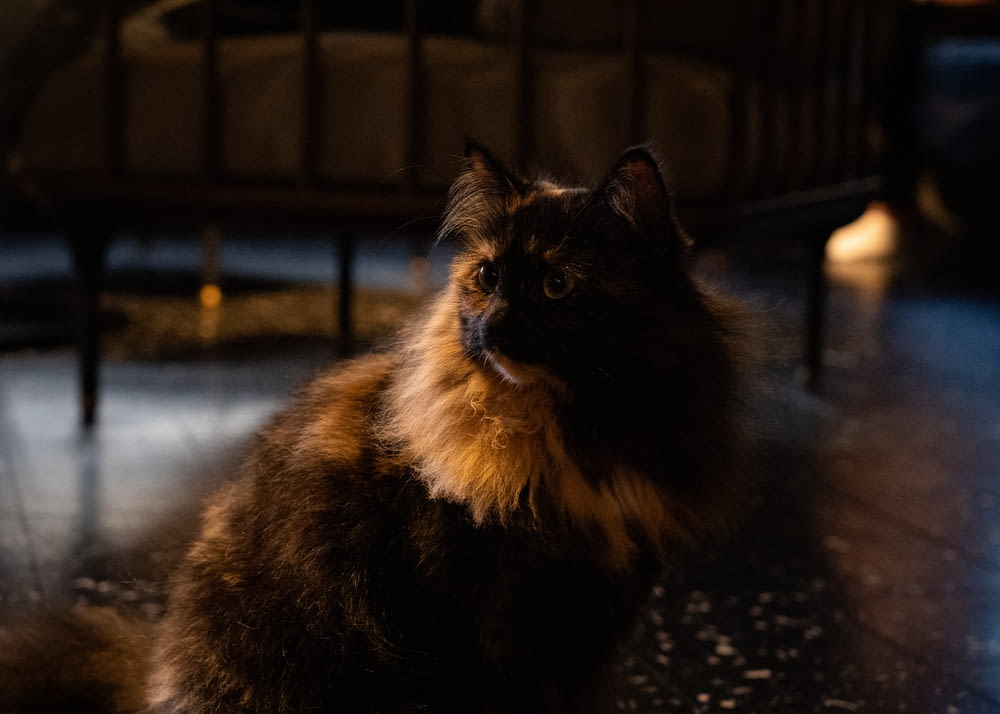 medium-coated black and brown cat