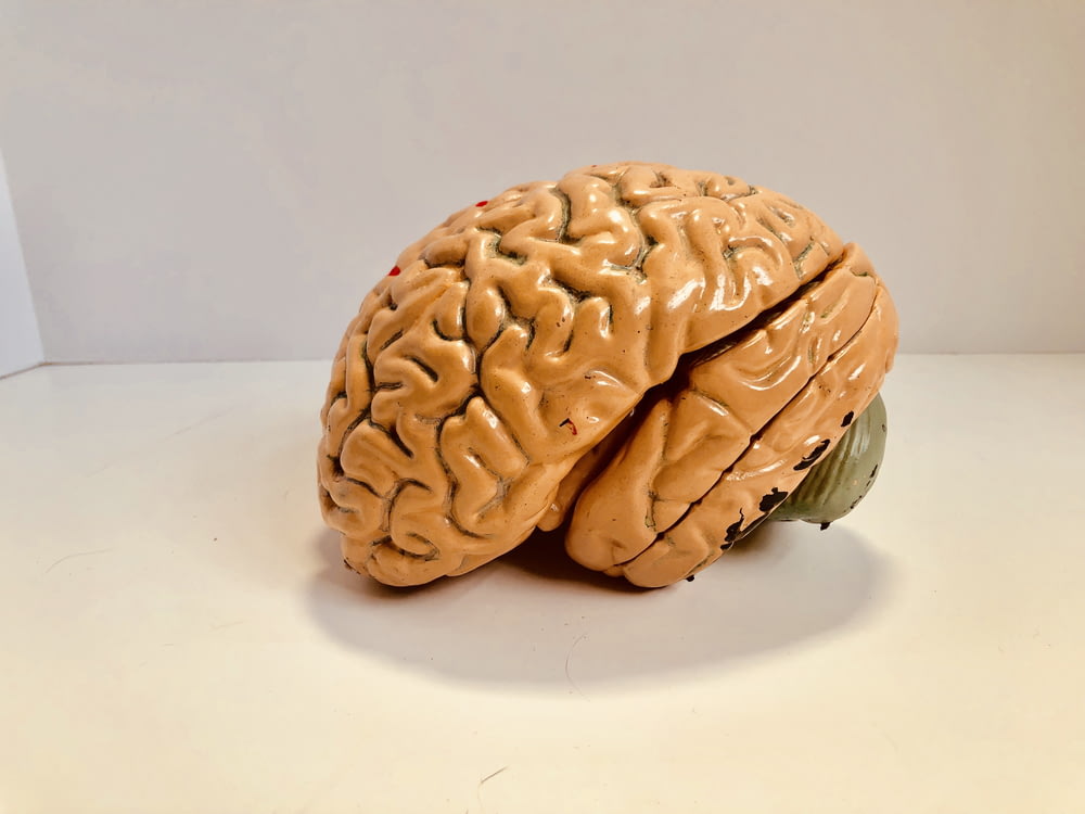 figurine de cerveau humain