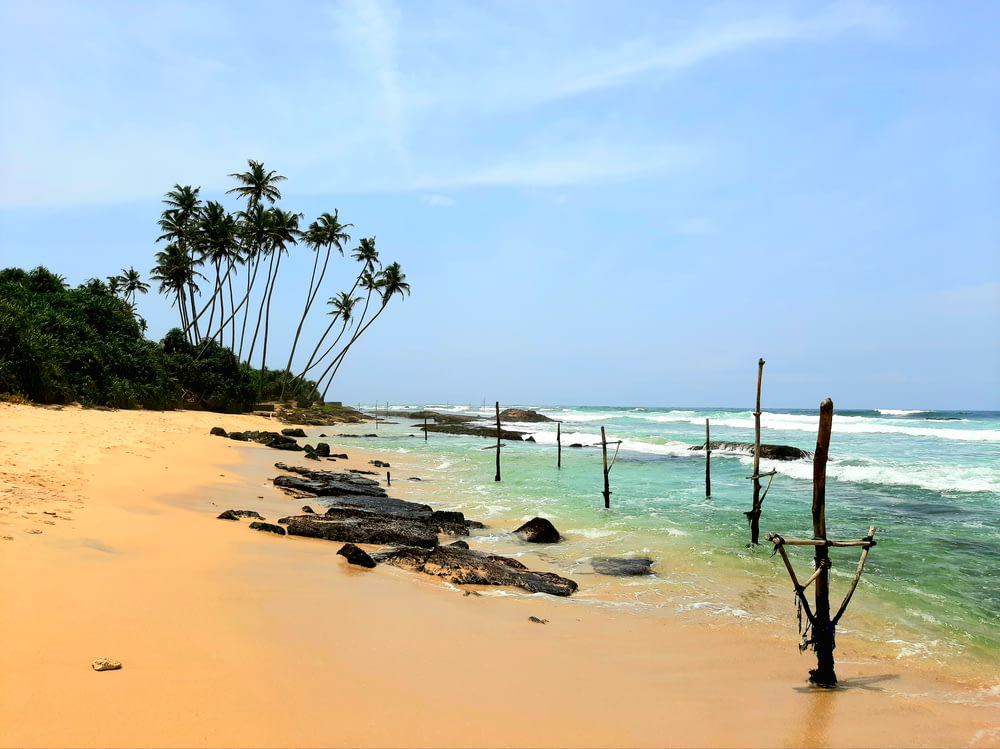 rock on shore near coconut trees under clear sky
