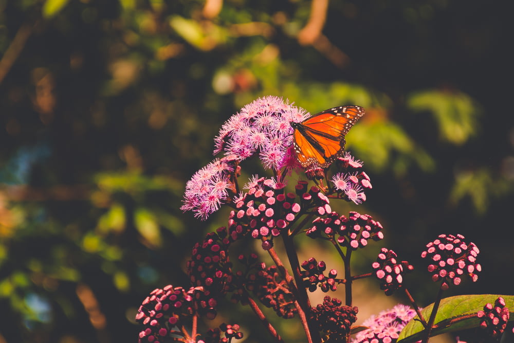 赤い蝶の焦点写真