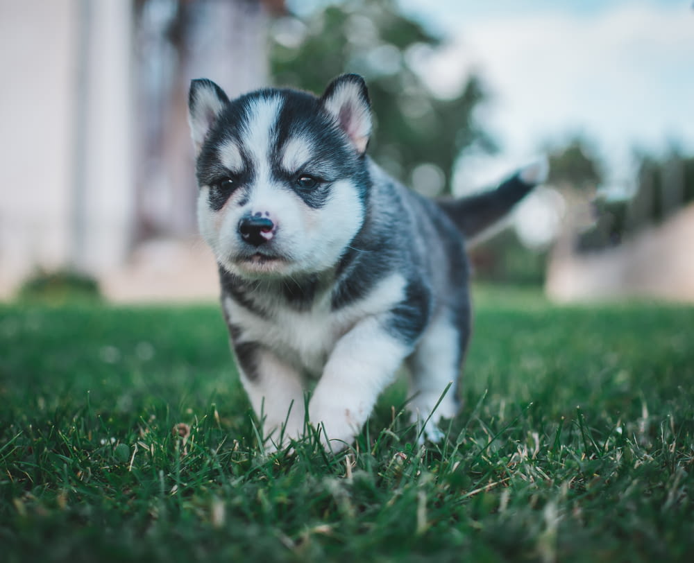 selective focus photography of white and gray Siberian Husky puppy
