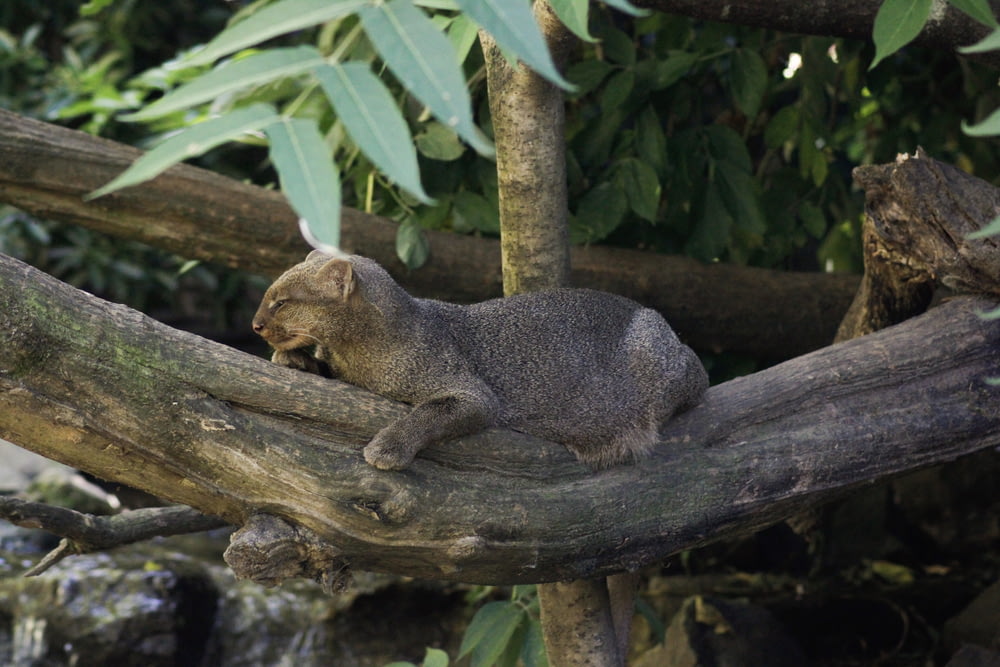 grey animal in a tree during daytime