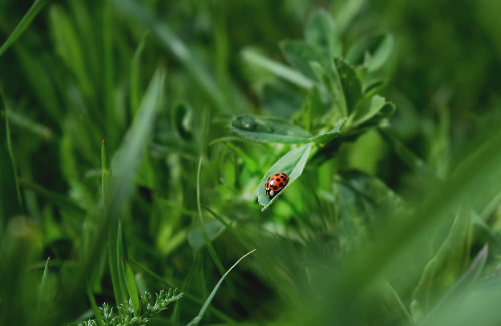 close-up photography of ladybug