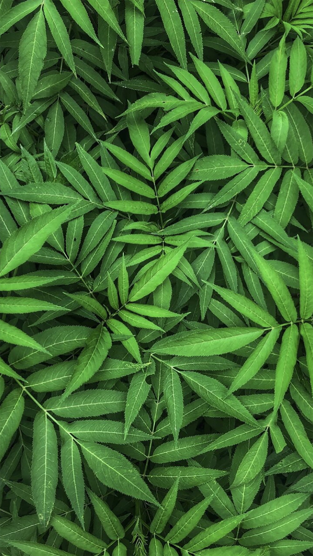photo of green plants