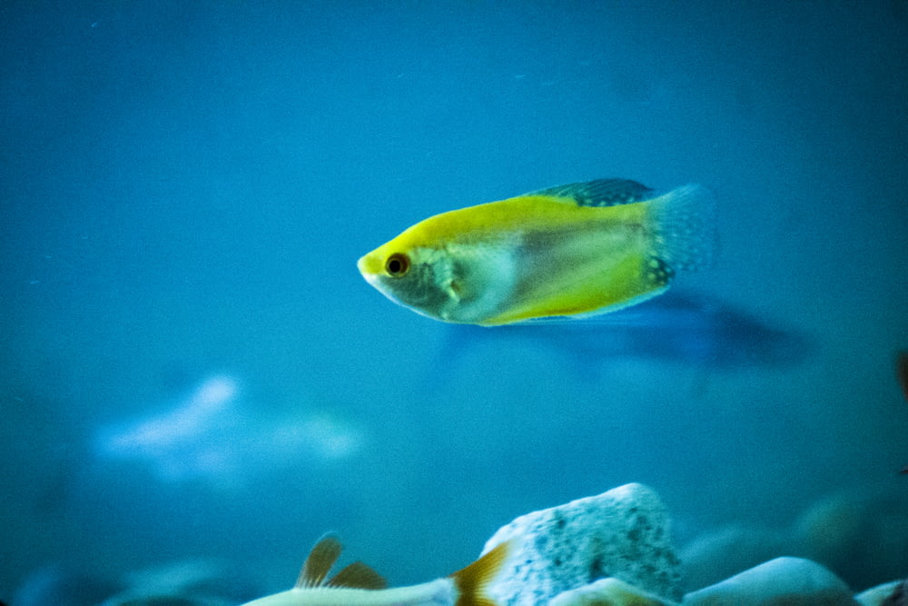 closeup photo of yellow fish