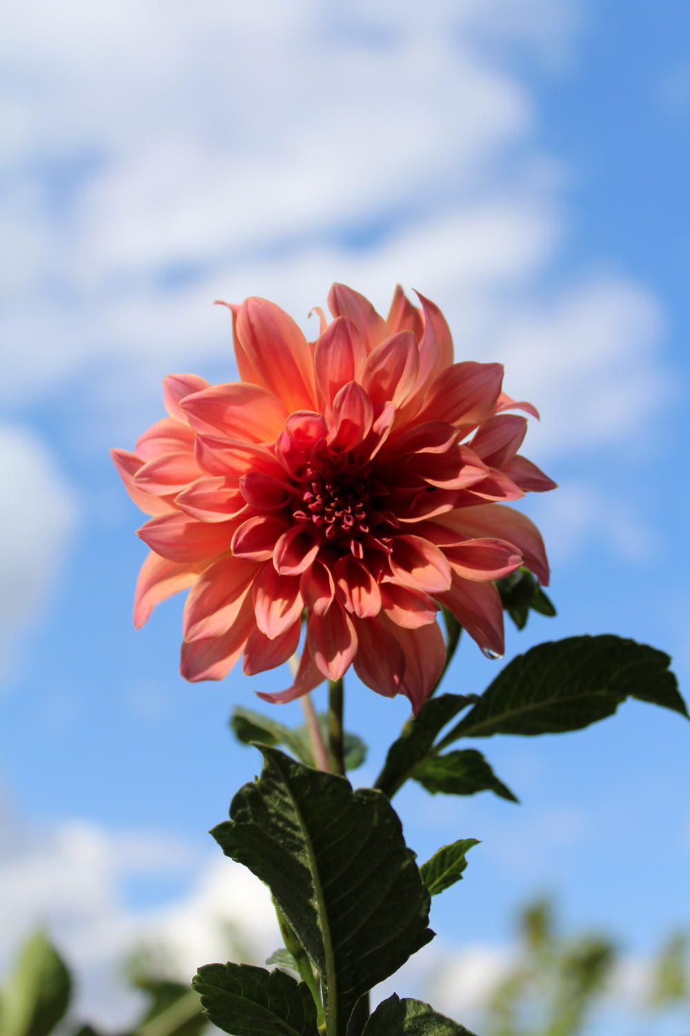 flor de racimo rosa en fotografía de primer plano