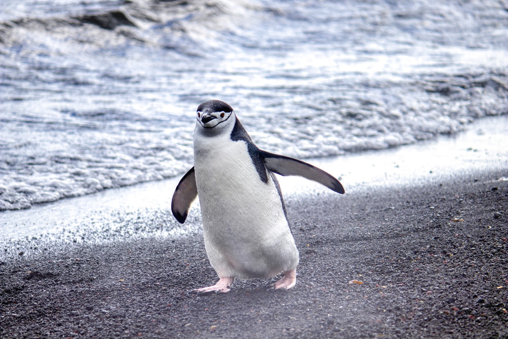 white and black penguin on shore