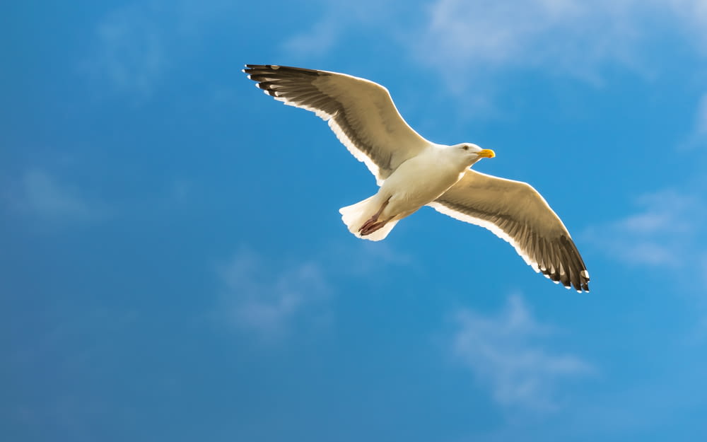 white bird in flight under blue sky