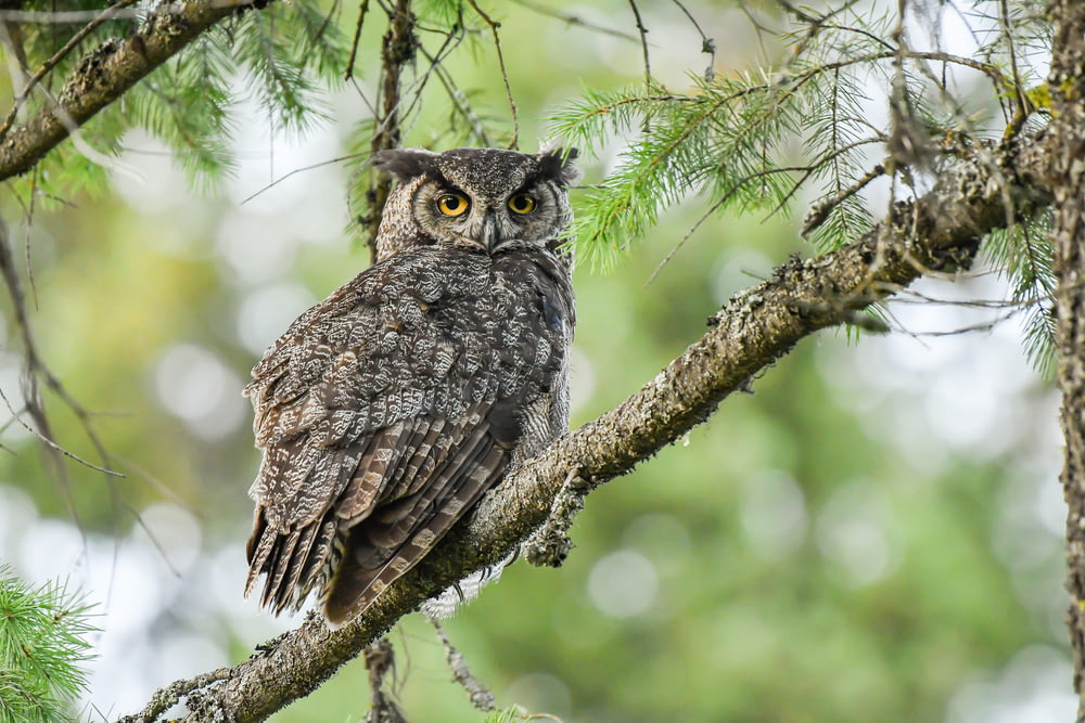 closeup photo of gray owl