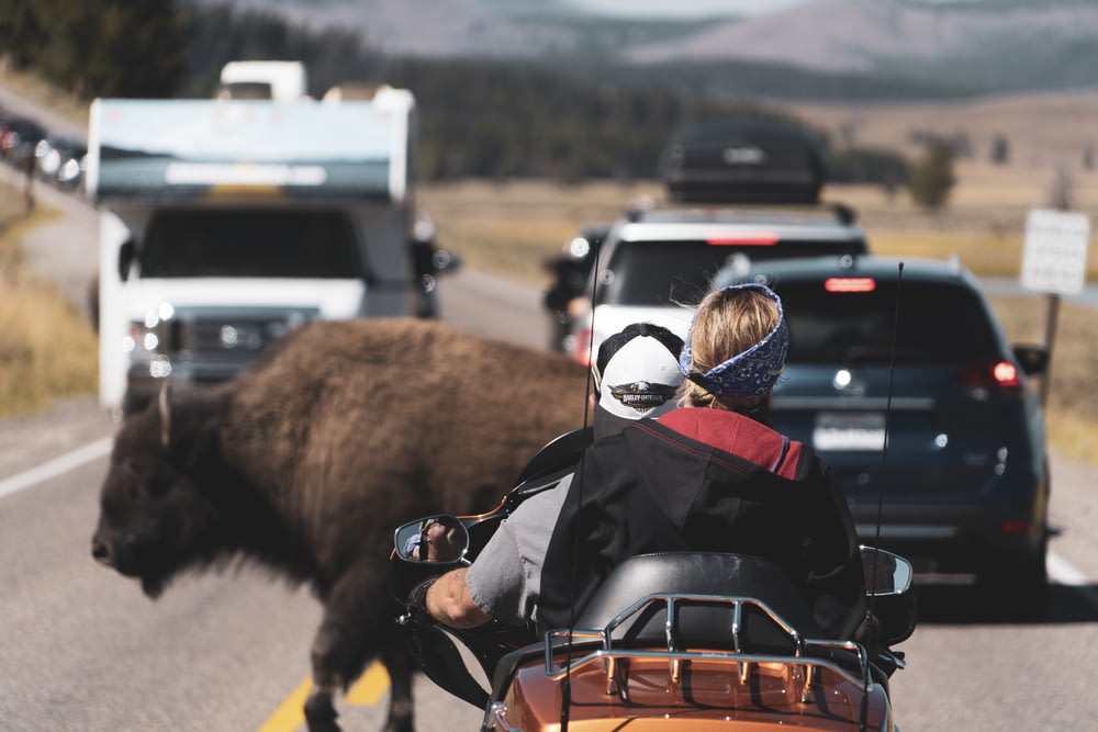 brown bison on road