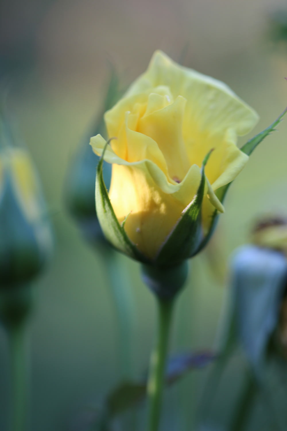 selective focus photography of yellow rose