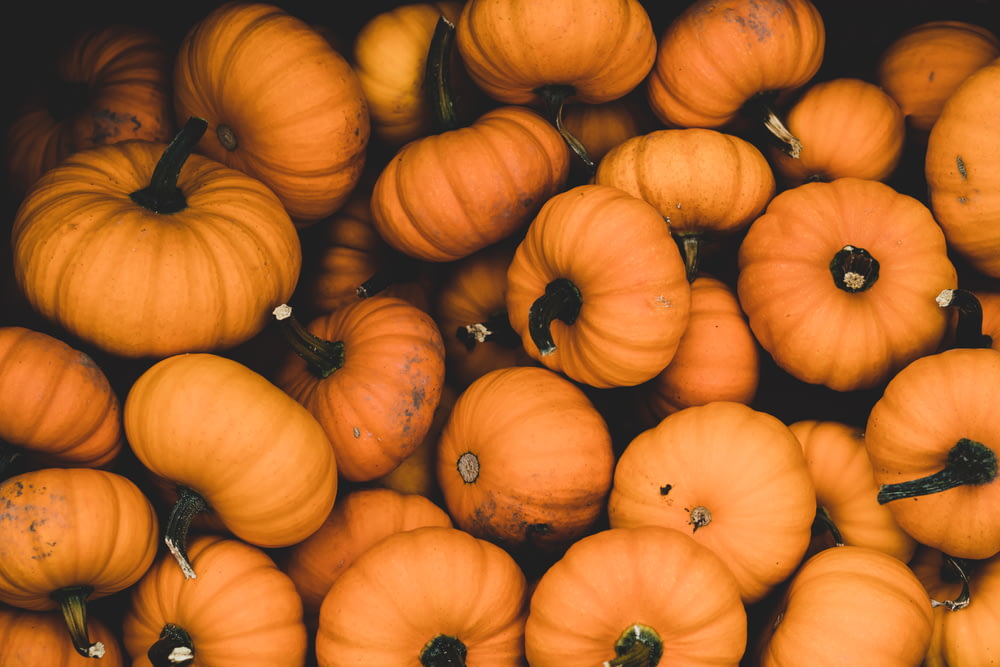 orange pumpkin lot