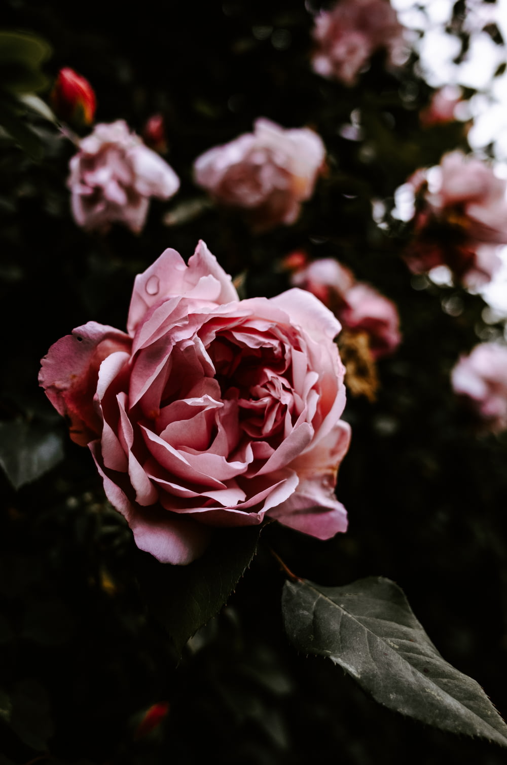 piante da fiore dai petali rosa