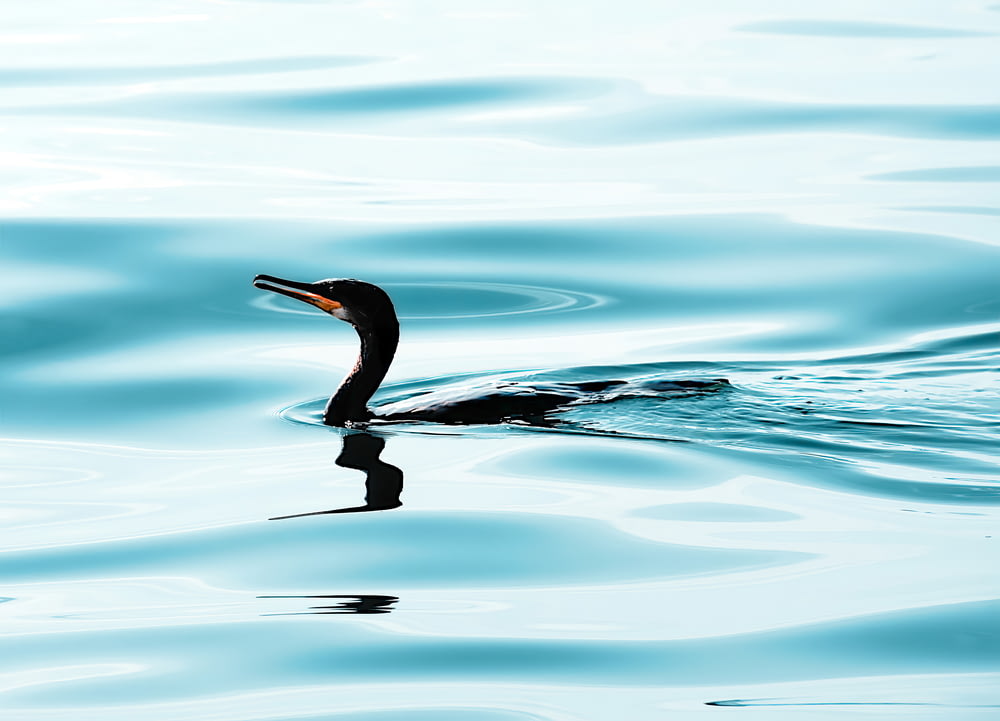 black duck in body of water