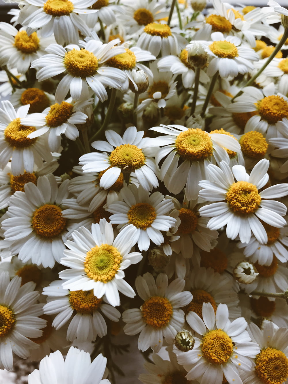 Foto de primer plano de flores de pétalos blancos