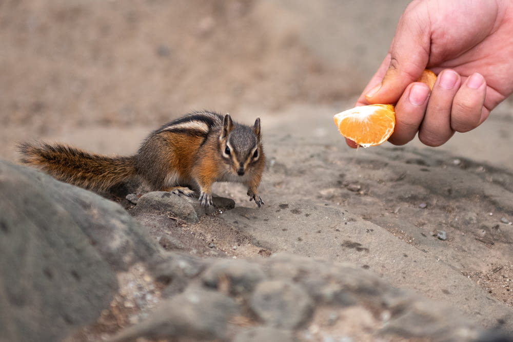 brown squirrel and person holding orange fruit