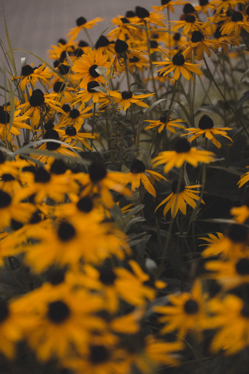 yellow-and-black flowers