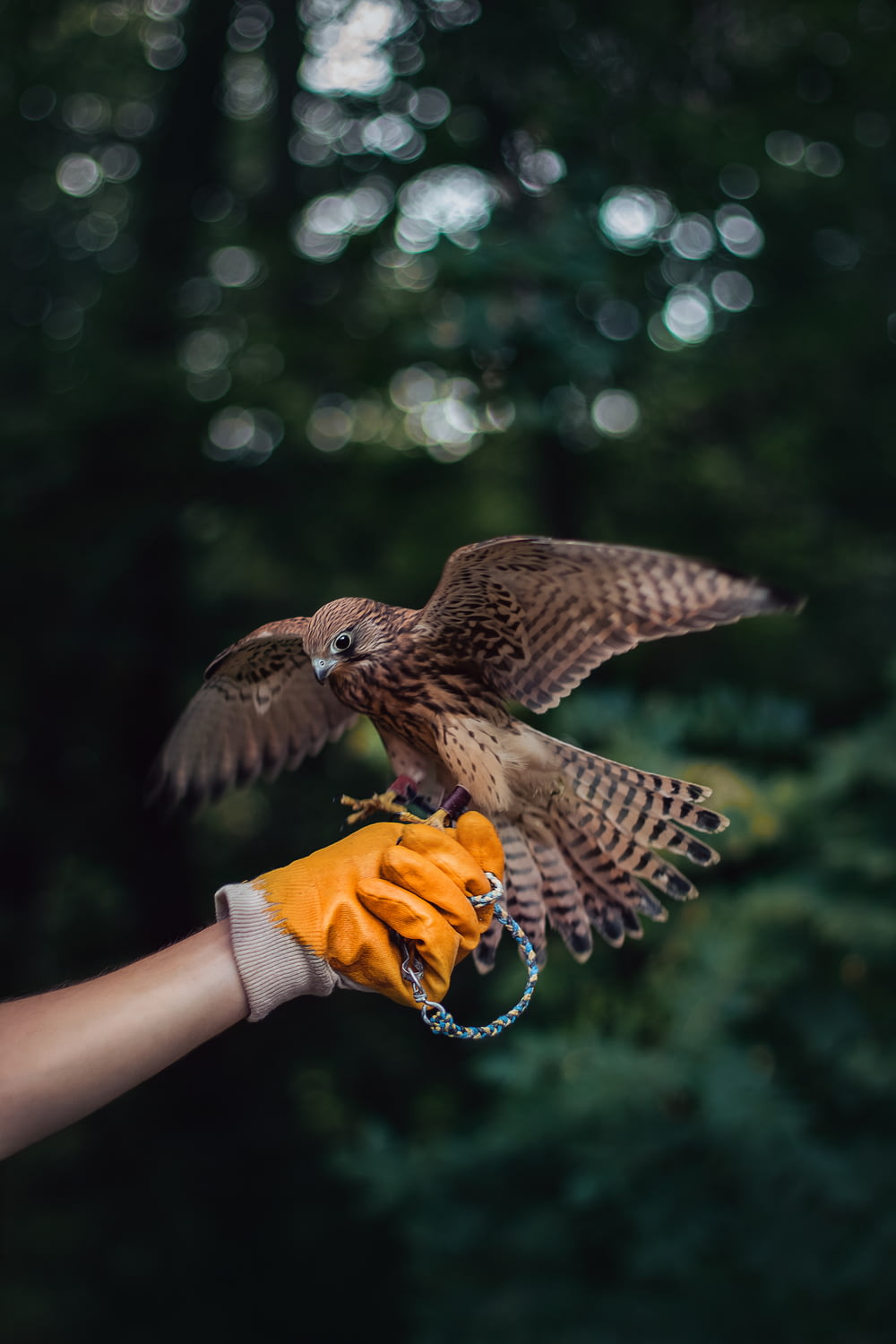 person holding brown eagle
