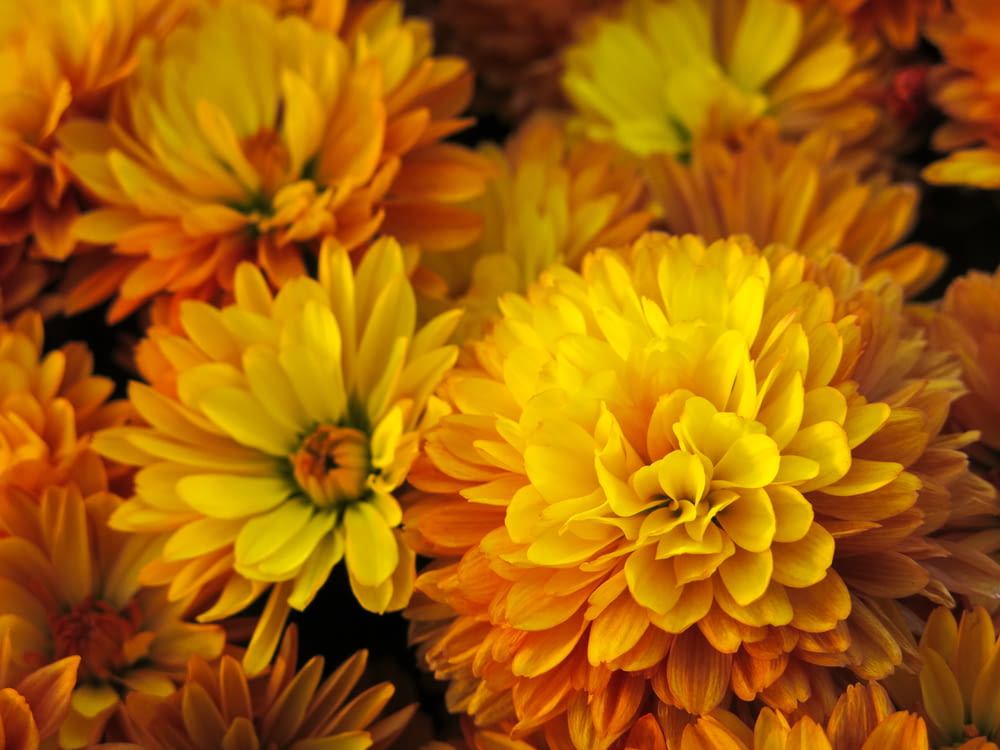 yellow multi-petaled flowers