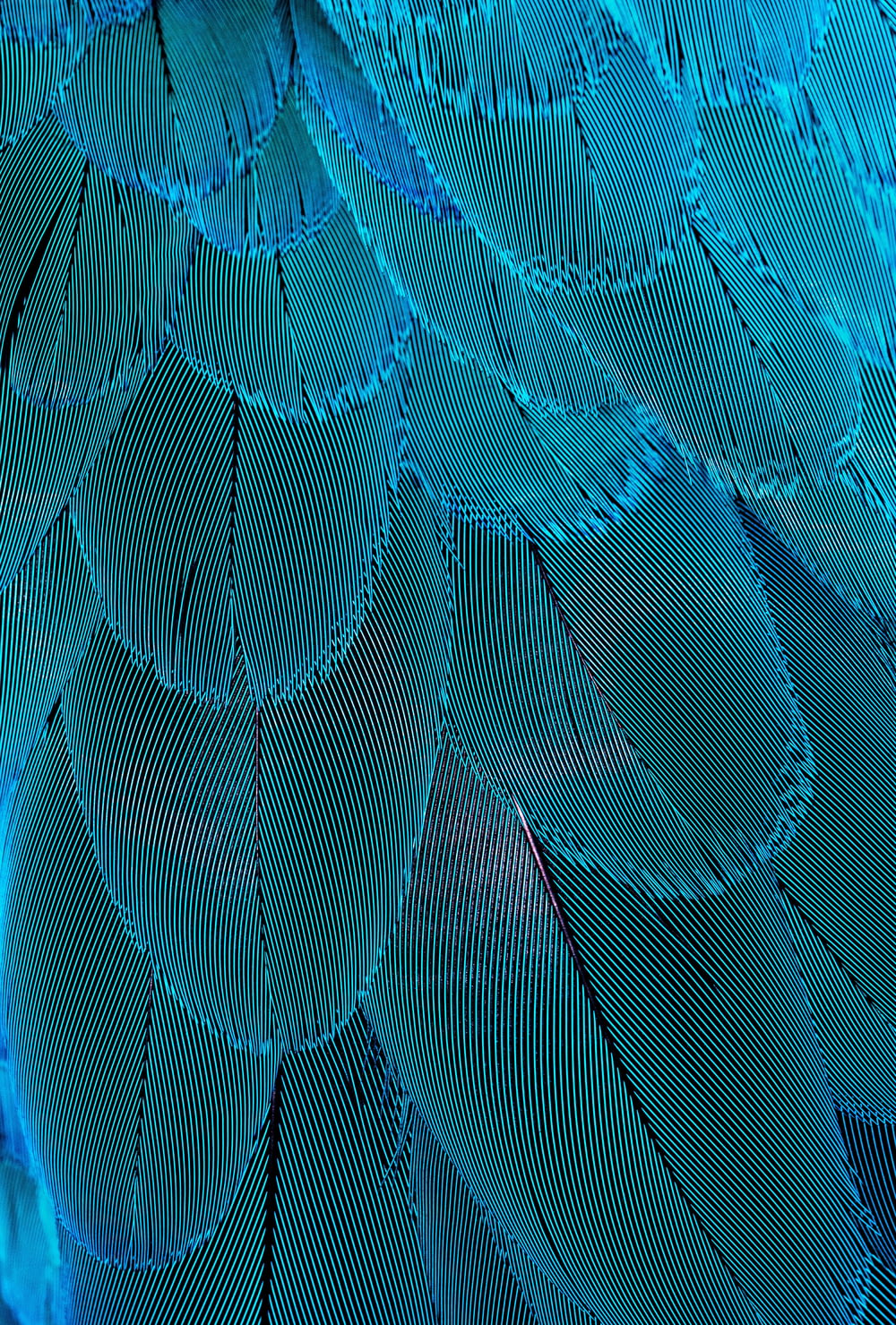 a close up of a blue bird's feathers