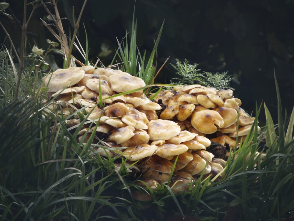 brown mushrooms on grass