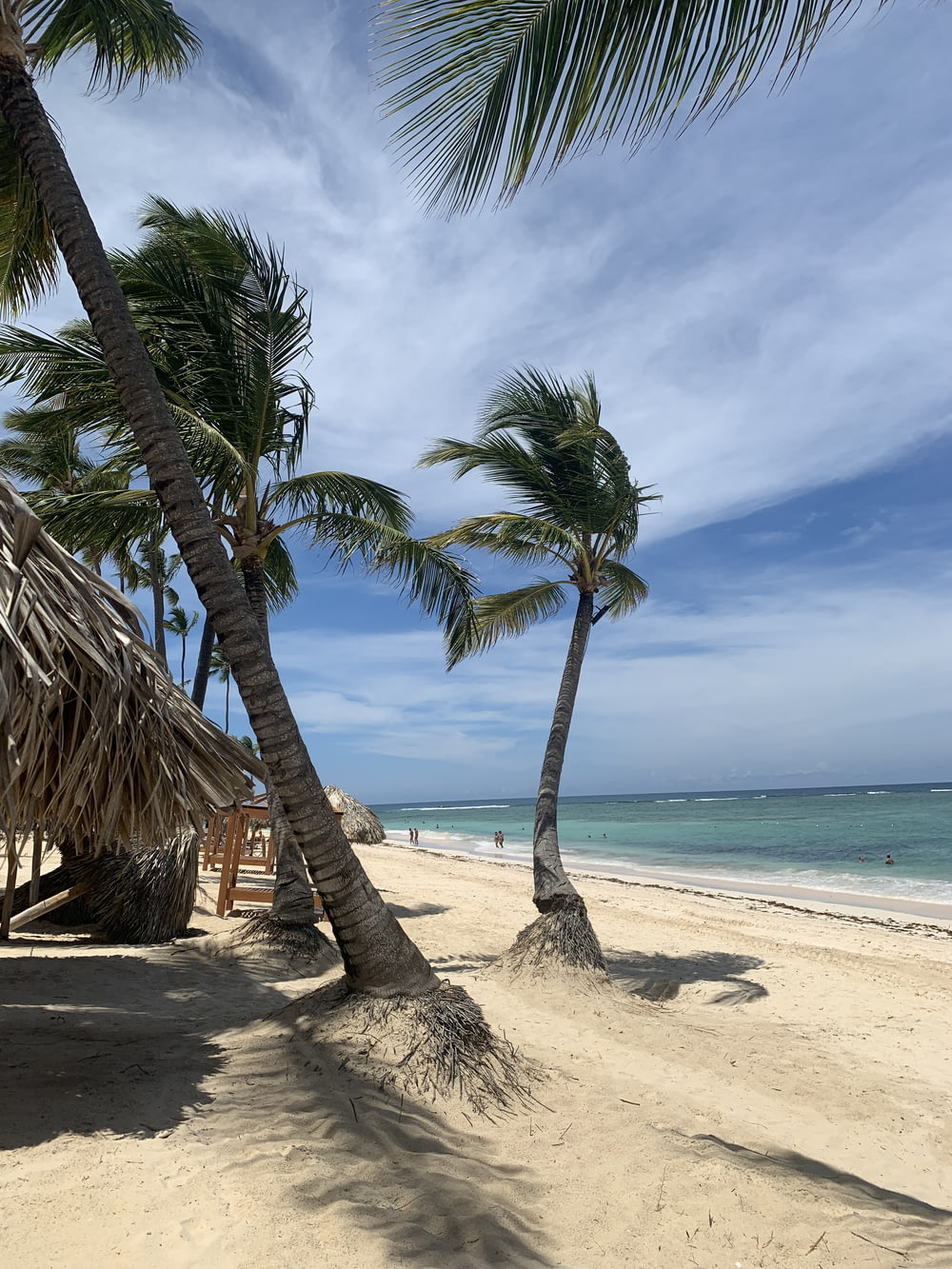 coconut tree near seashore during daytime
