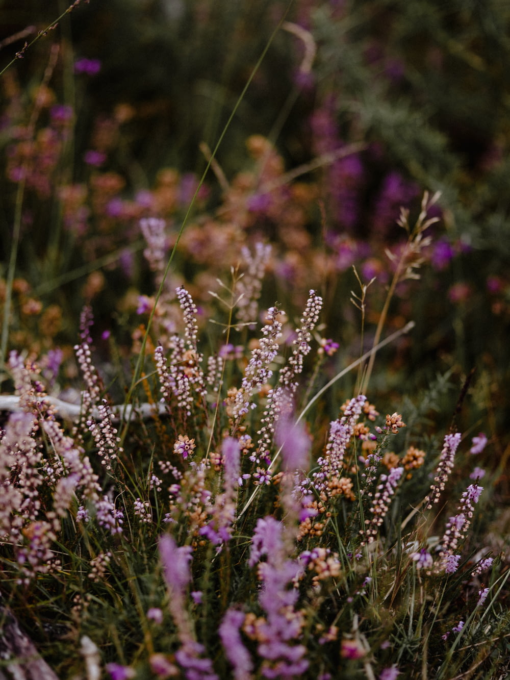 campo de flores de pétalos púrpuras