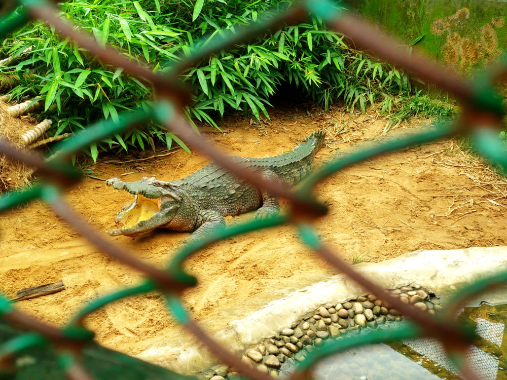 crocodile vert