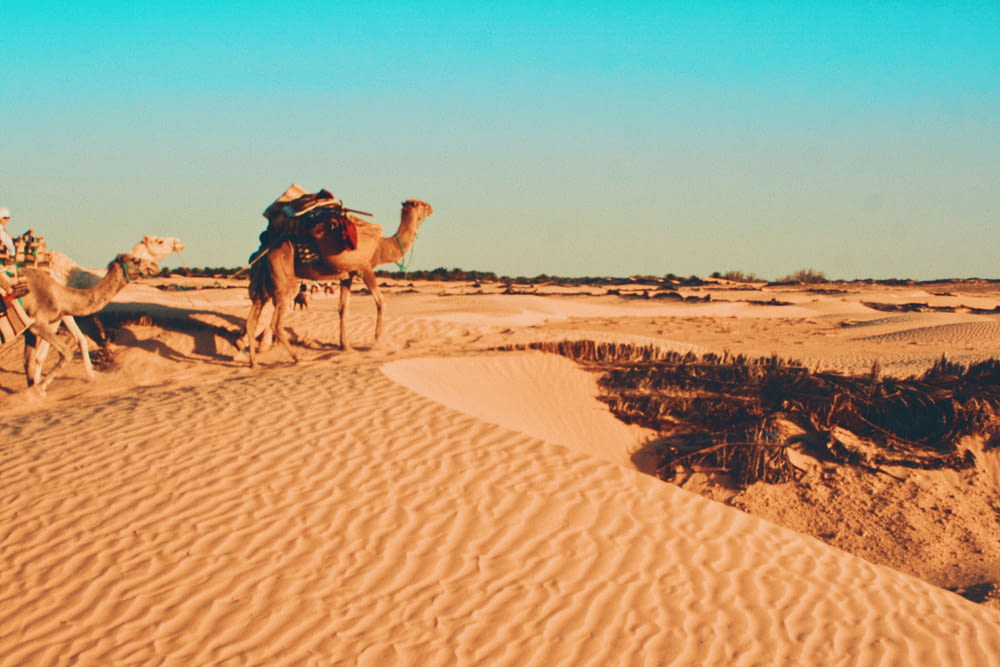 chameau brun dans le désert pendant la journée