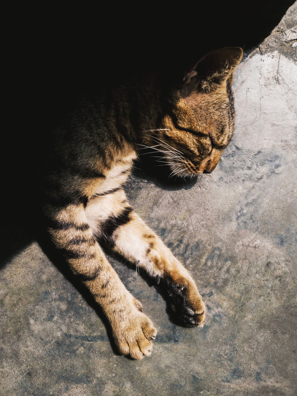 silver tabby cat lying on concrete surface